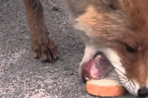 Chernobyl rókák tudják, hogyan kell szendvicseket csinálni